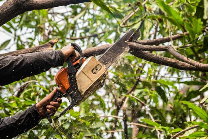 tree service santa cruz